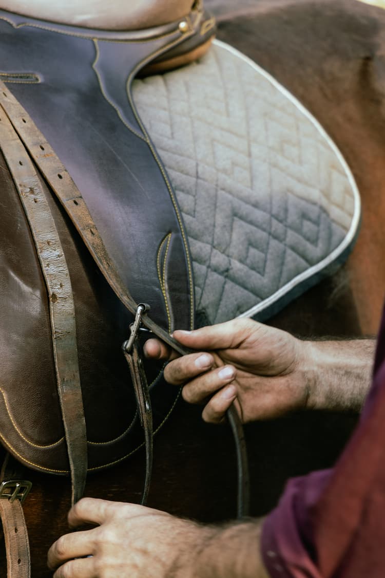 Horse trekking favourite in Hawke's Bay between Taupo and Napier