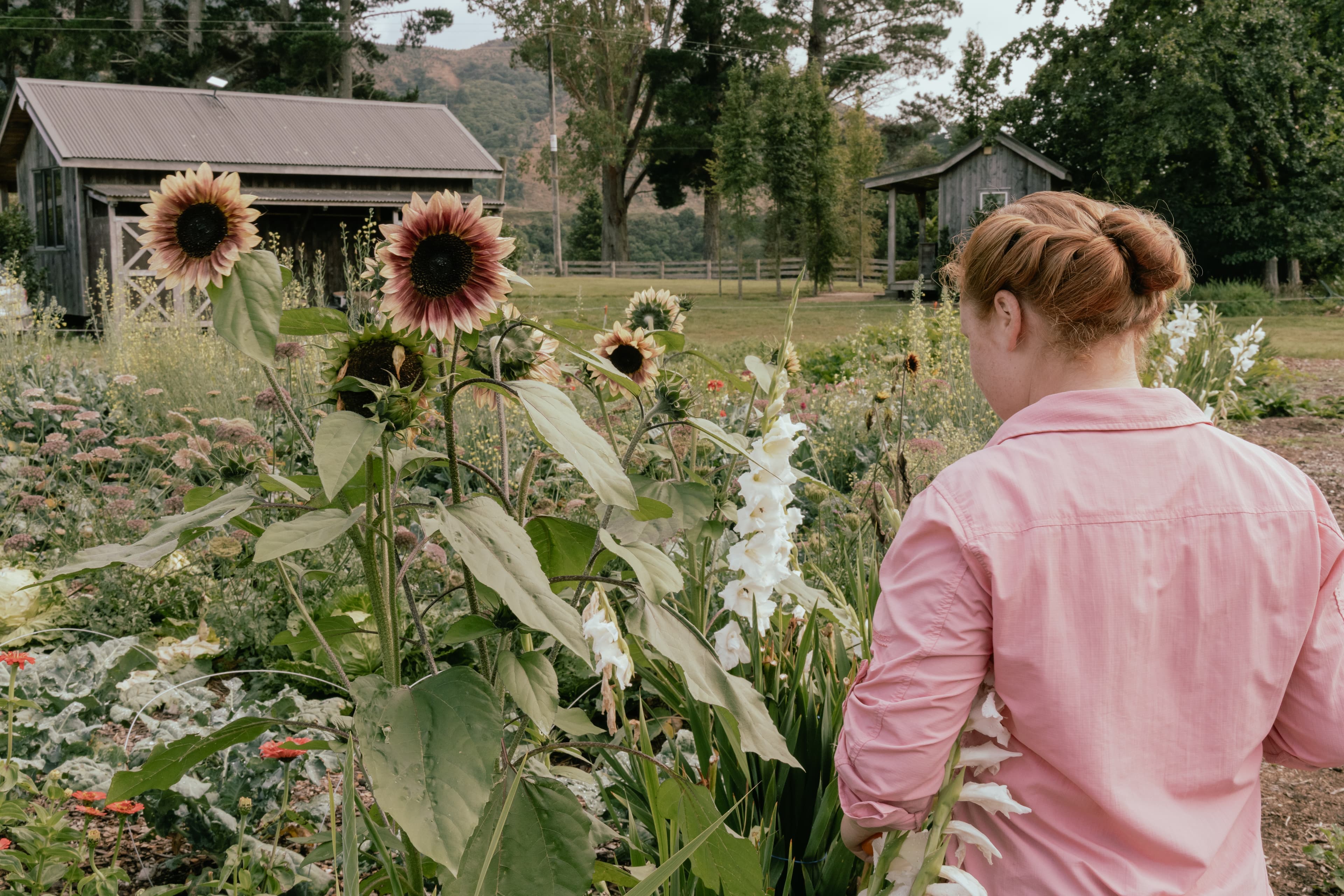 Taliah about to pick some organic sunflowers from her garden