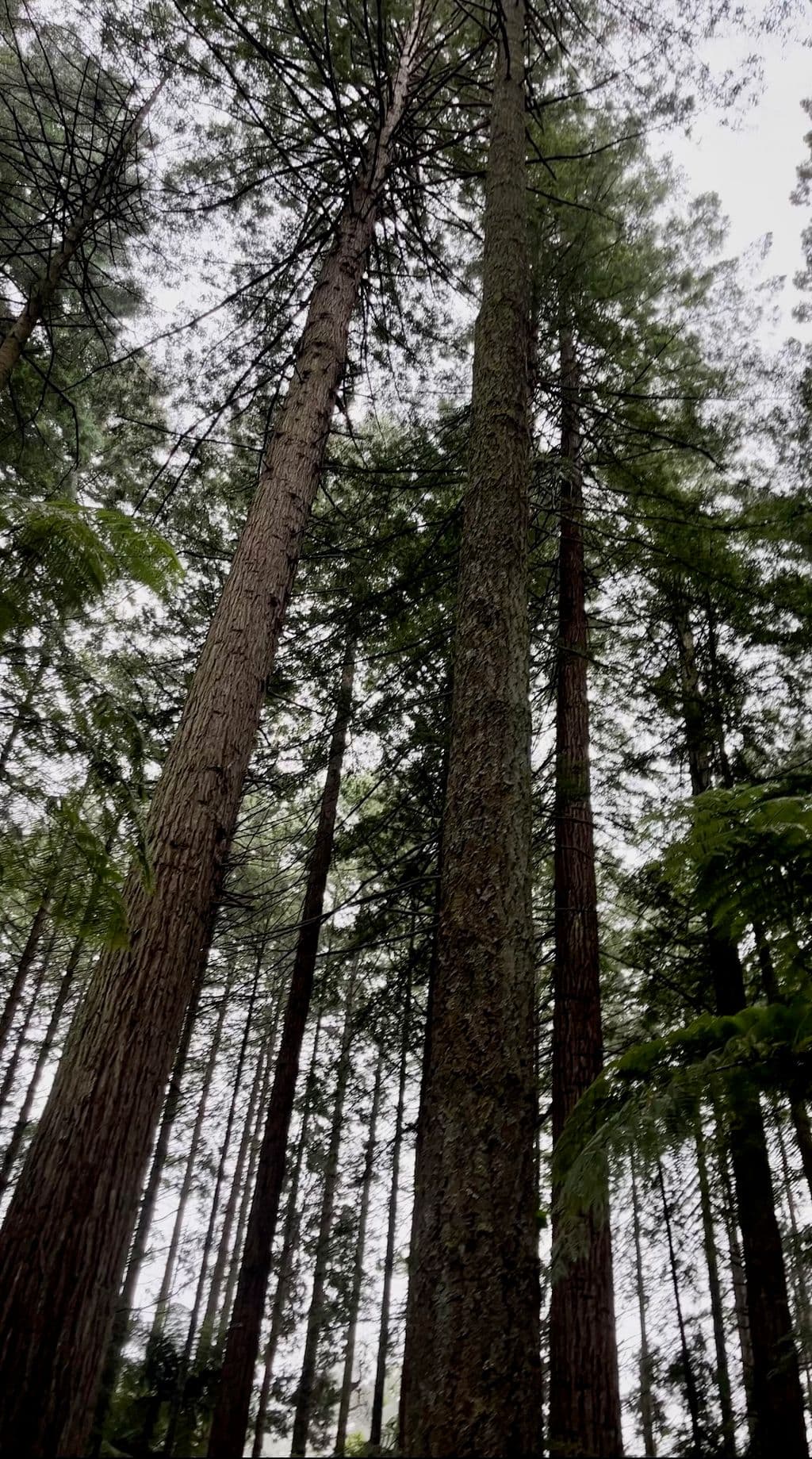 Log selection from a New Zealand Douglas-fir forest