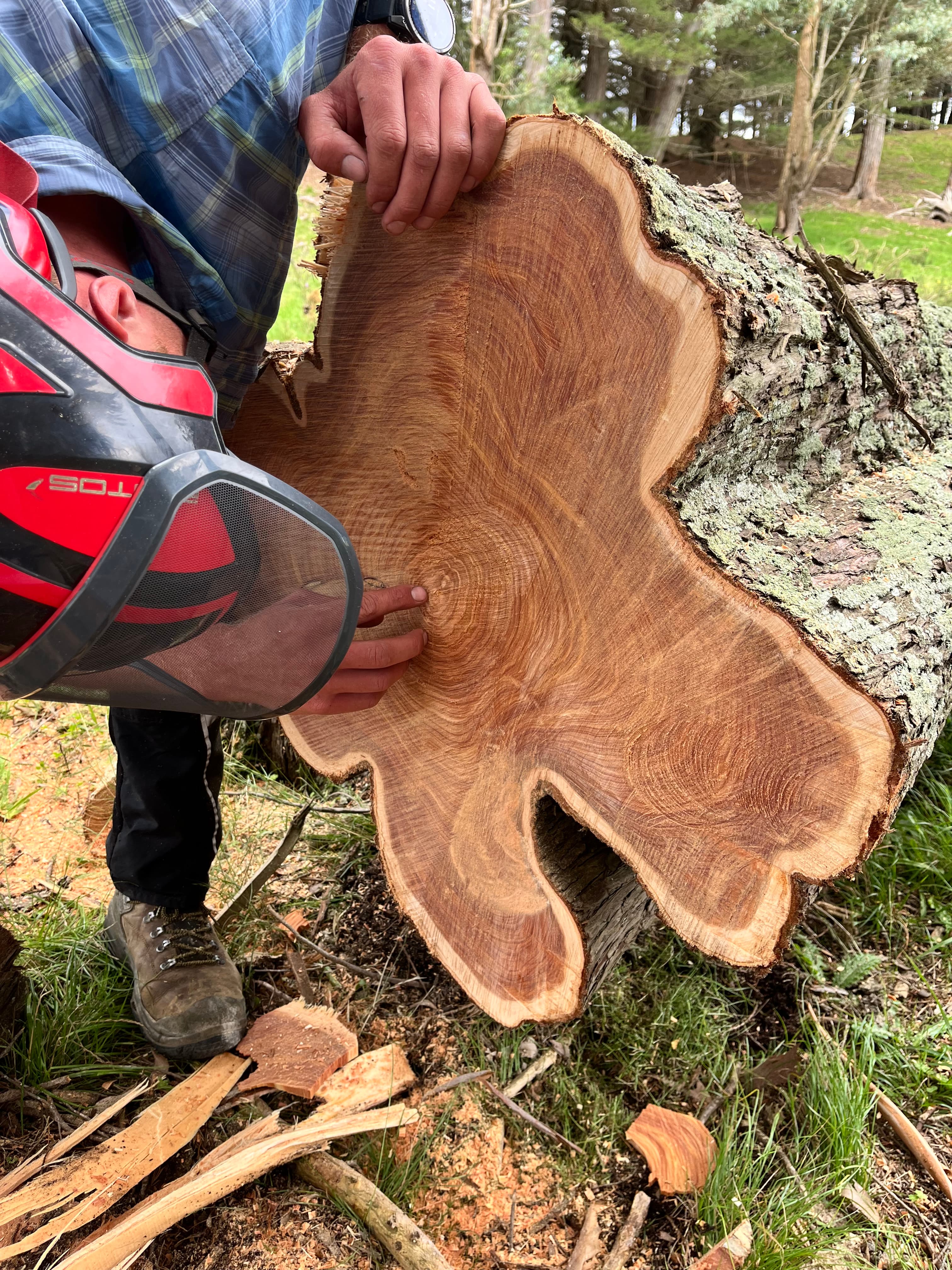 Macrocarpa felled in a Hawke's Bay plantation for use in a timber frame barn home