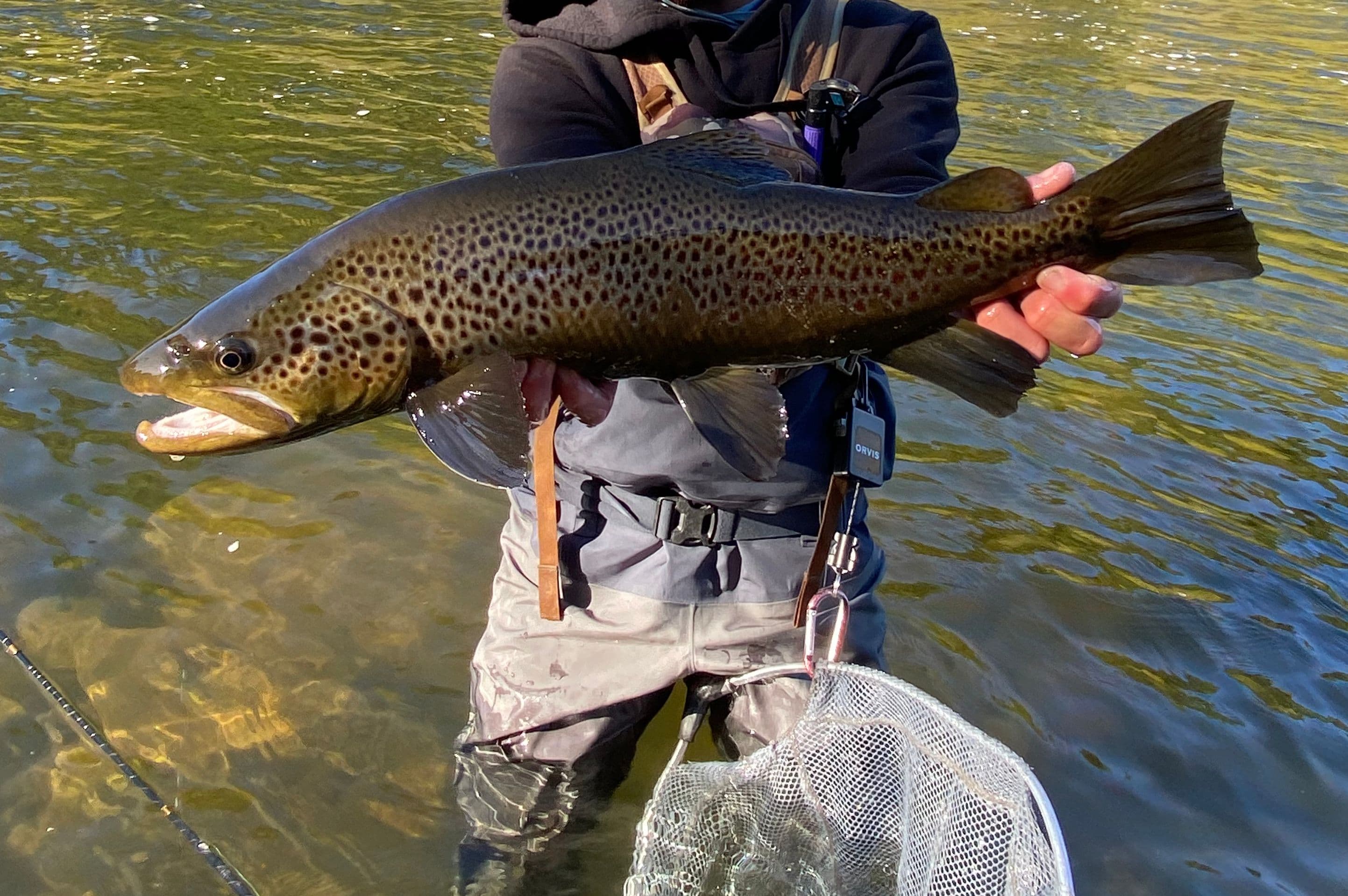 Exquisite huge brown trout caught on fly fishing the Mohaka River