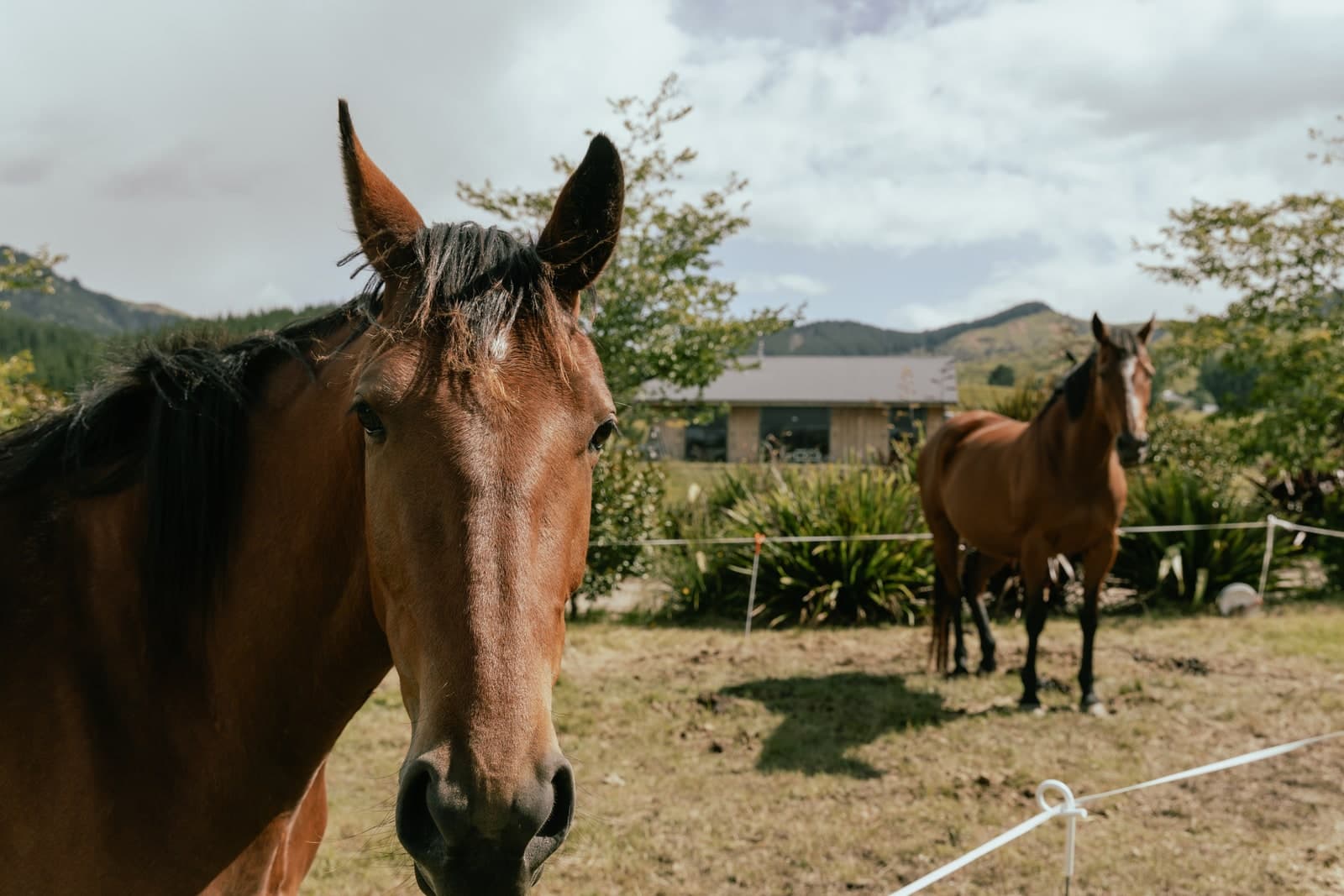 Beautiful horse trek horses in Hawke's Bay near Napier grazing in their paddock