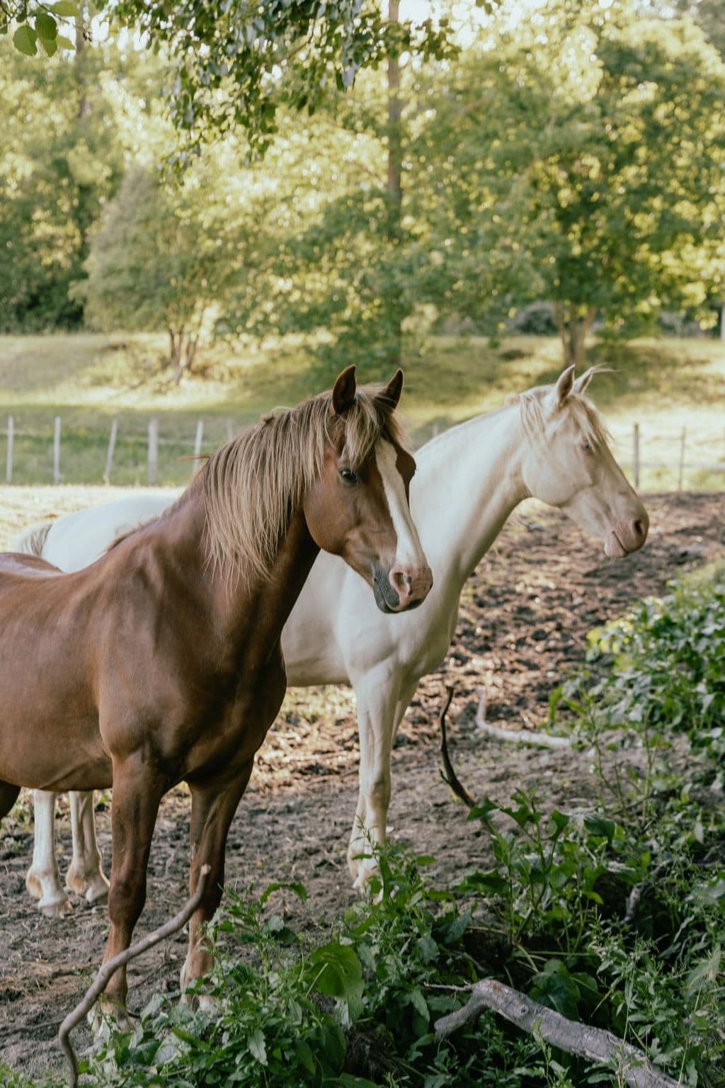 Experienced guide leading horse trekking tour through beautiful Hawke's Bay landscapes, featuring mountain views, river crossings and forest trails.