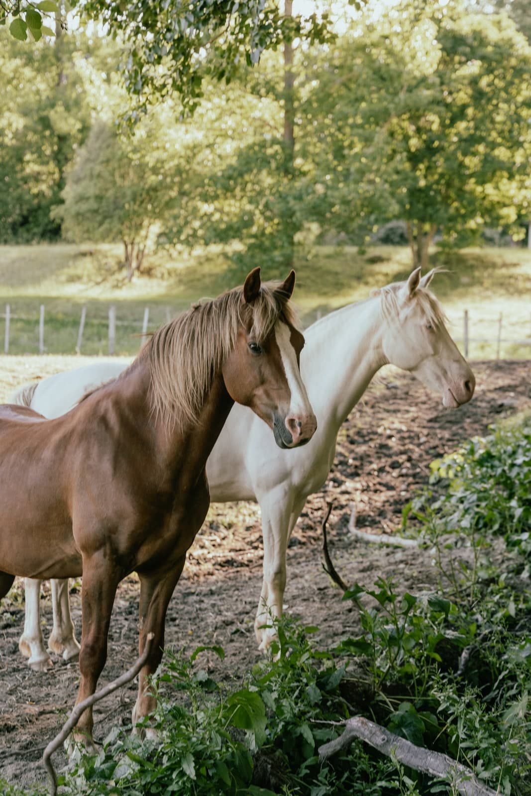 Gorgeous horses ready to go horse trekking!