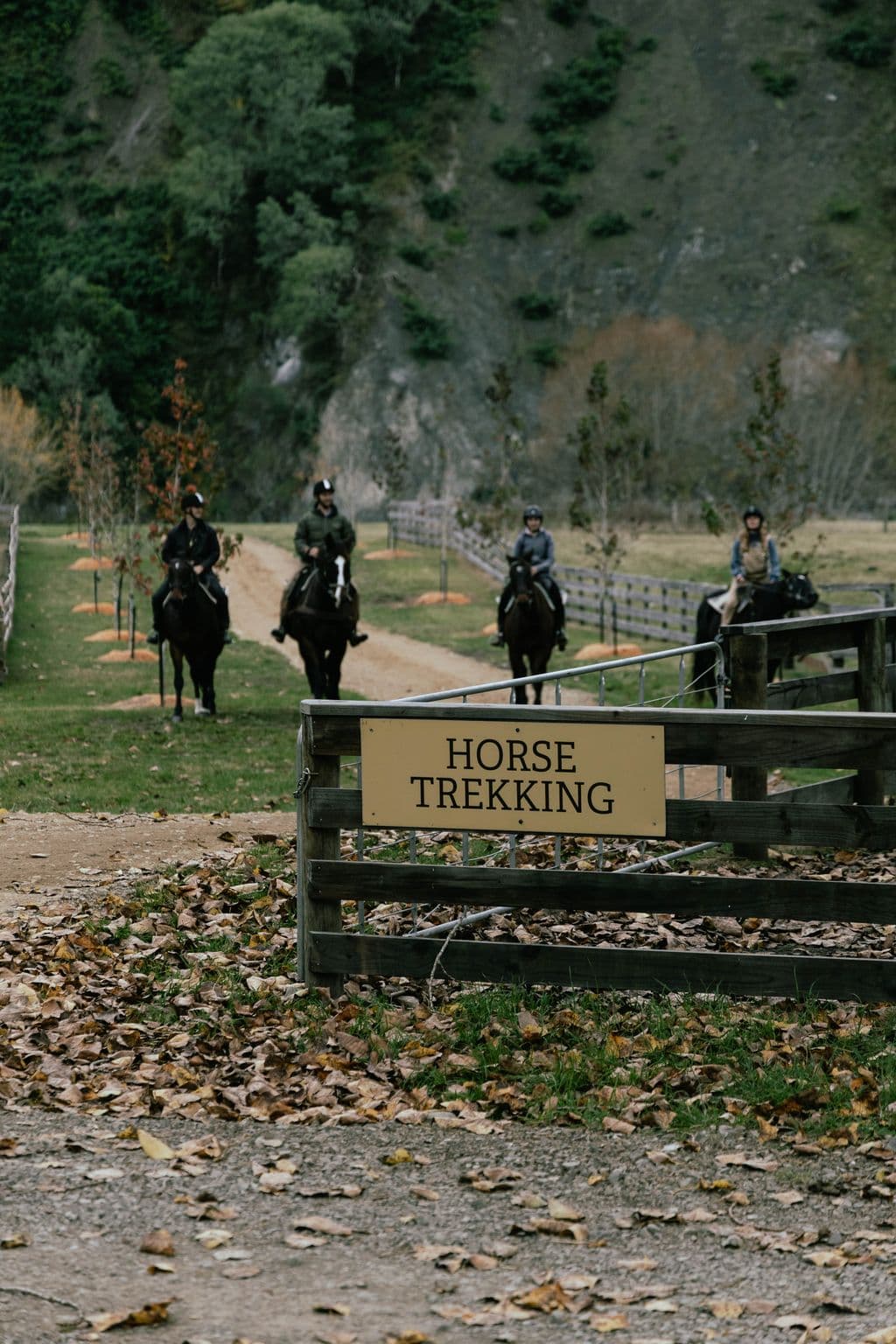 Horse trek through rivers, forests and mountain trails in Hawke's Bay, New Zealand, suitable for riders of all experience levels.