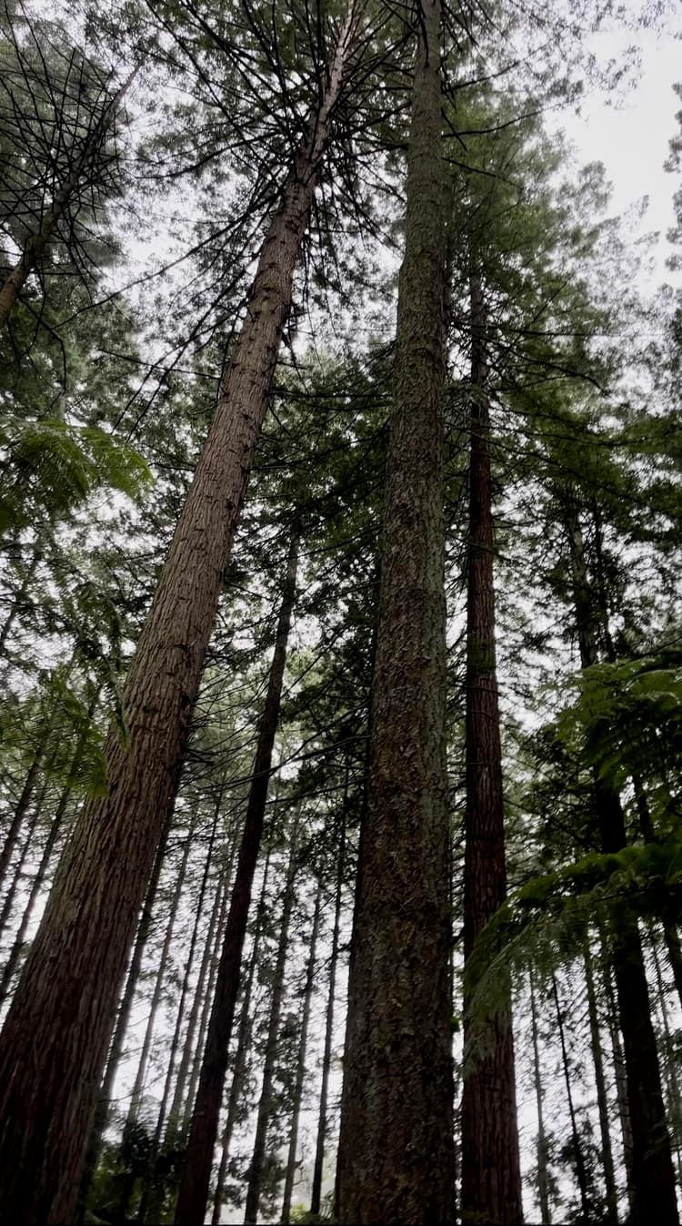 Log selection from a New Zealand Douglas-fir forest