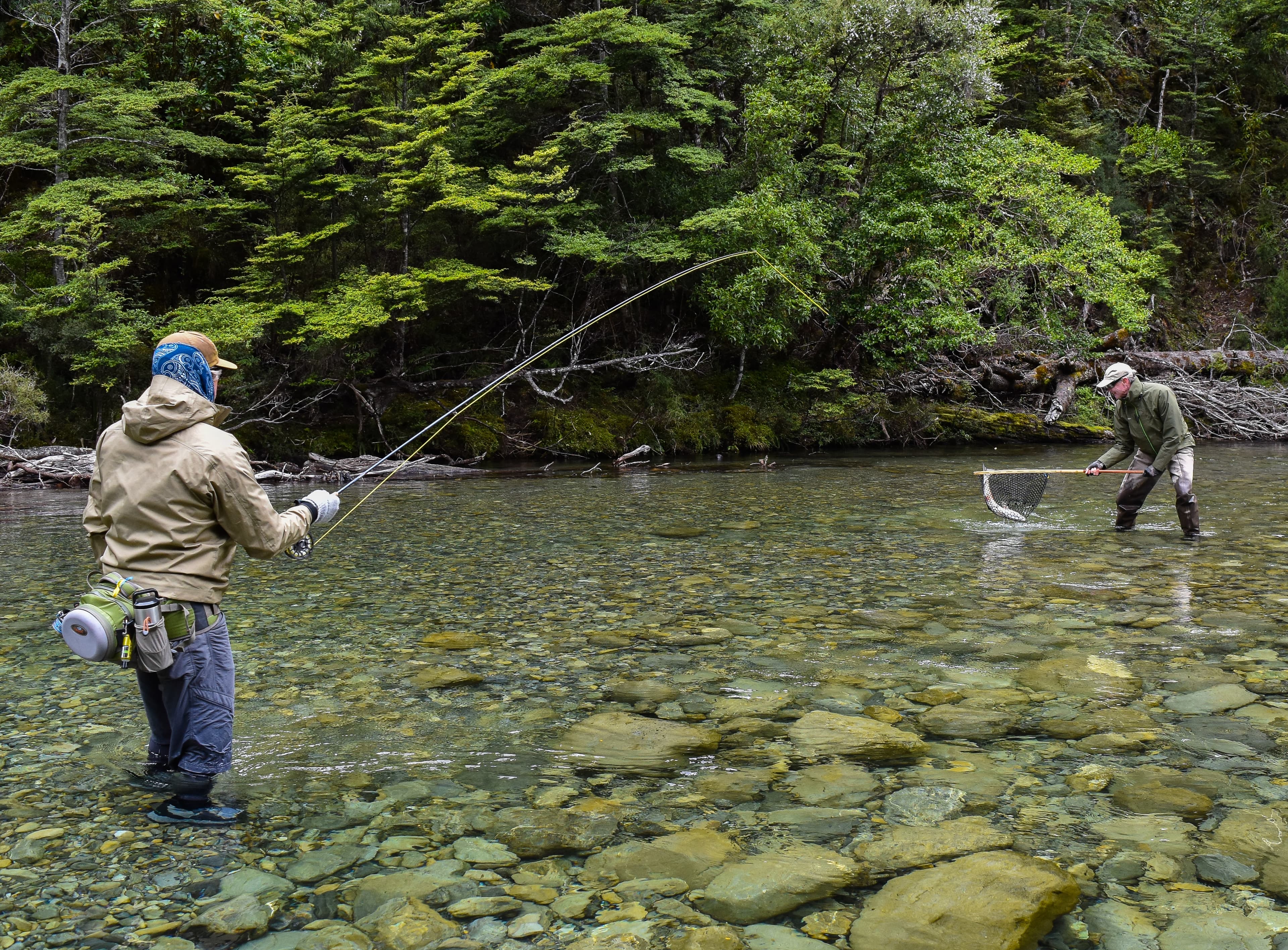 Fly fishing tour, guide netting a trout for a happy fly fishermen in Hawke's Bay NZ