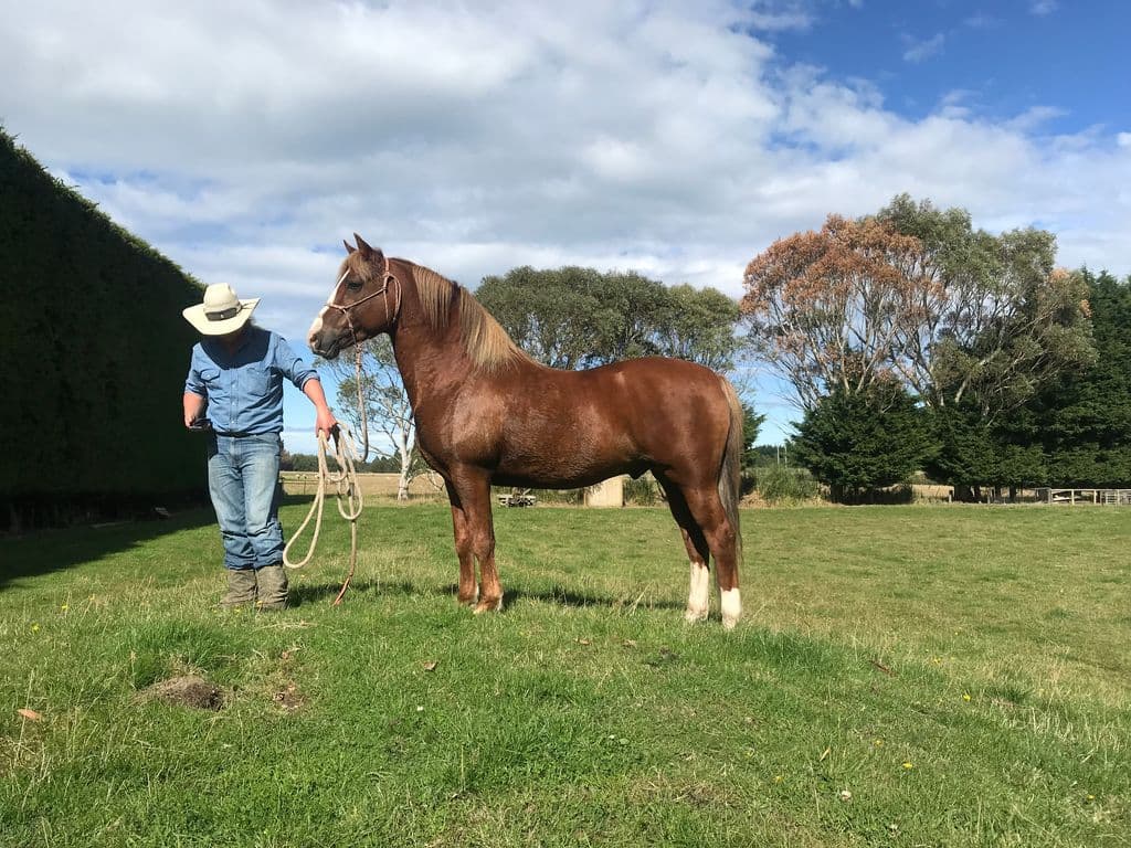 Community members developing horse-handling skills with Morgan horses, learning techniques for safe trekking and lifelong equine companionship.